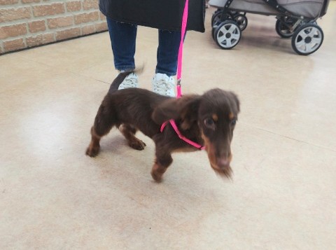 ミニチュアダックス