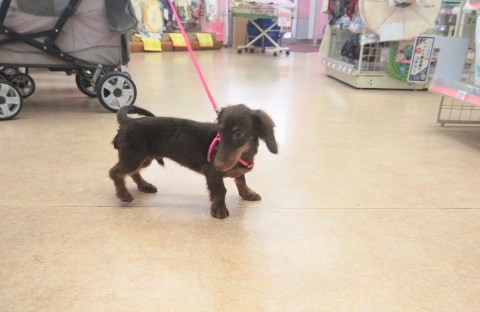 ミニチュアダックス