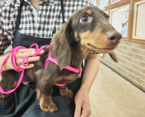 ミニチュアダックス