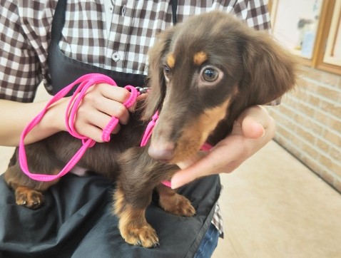 ミニチュアダックス