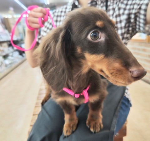 ミニチュアダックス