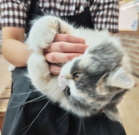 スコティッシュフォールド