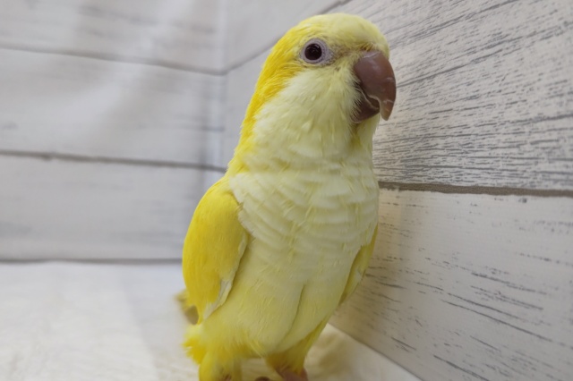 オキナインコ