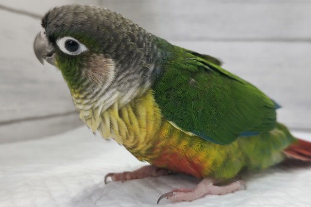 ホオミドリウロコインコ