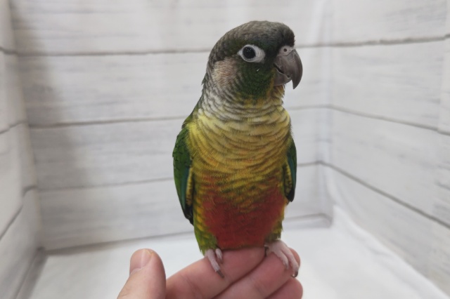 ホオミドリウロコインコ