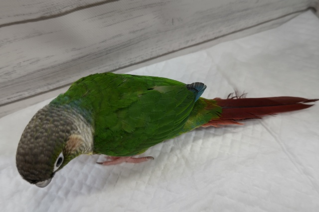 ホオミドリウロコインコ