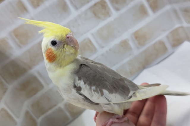 オカメインコ