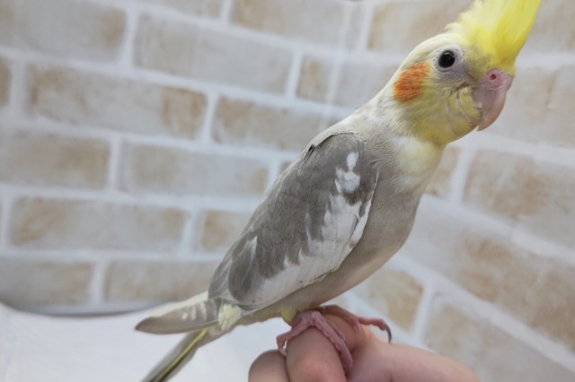 オカメインコ