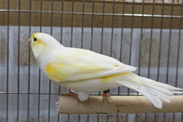 レモンカナリア