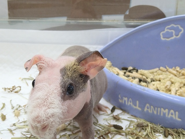 スキニーギニアピッグ