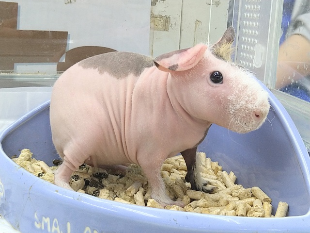 スキニーギニアピッグ