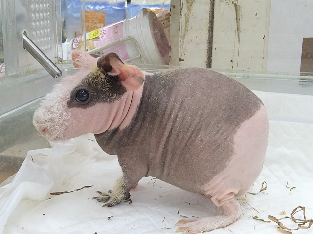 スキニーギニアピッグ