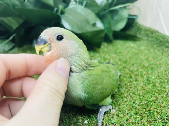 コザクラインコ（小桜インコ）
