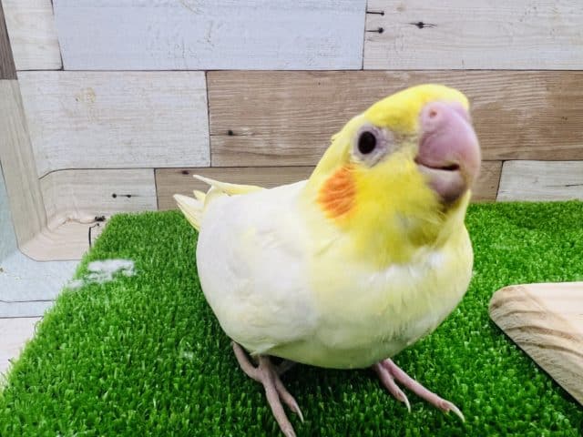 オカメインコ
