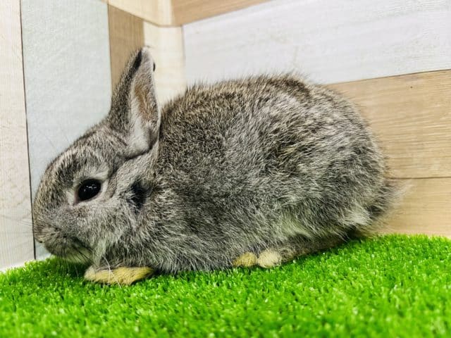 ネザーランドドワーフ