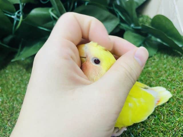 コザクラインコ（小桜インコ）