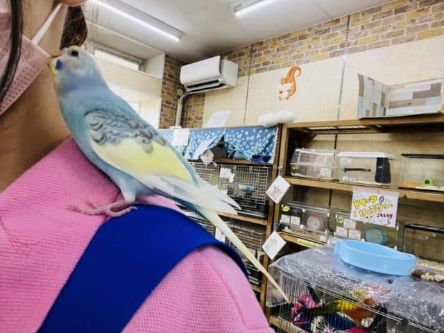 セキセイインコ