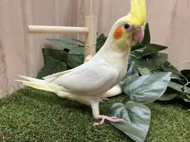 オカメインコ