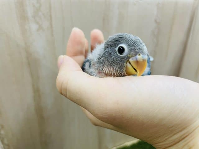 ブルーボタンインコ