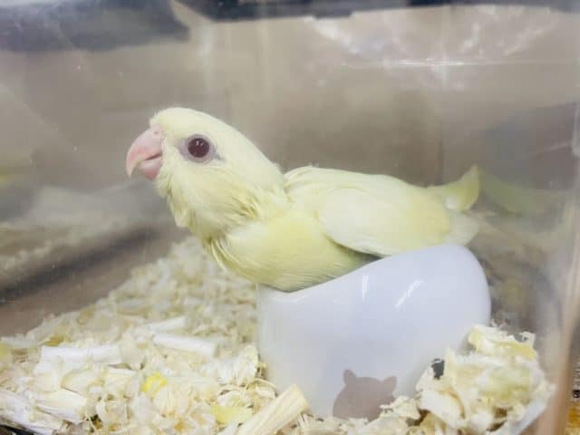 最新画像になりますよ‼️クリーミーなマイペースさん? サザナミインコ クリームルチノー サザナミインコ