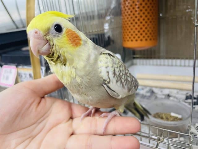オカメインコ
