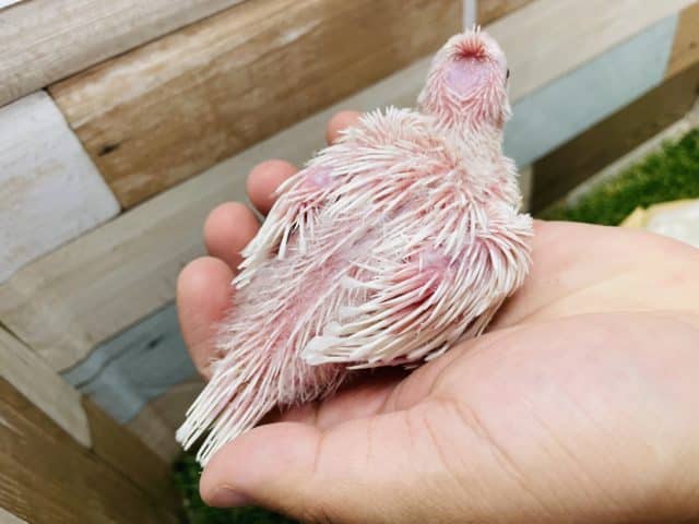 オカメインコ
