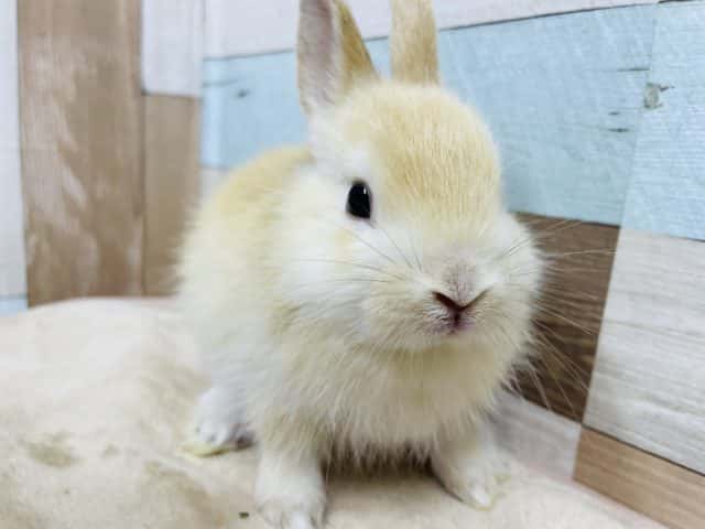 ネザーランドドワーフ