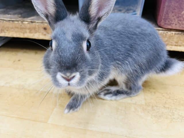 ネザーランドドワーフ