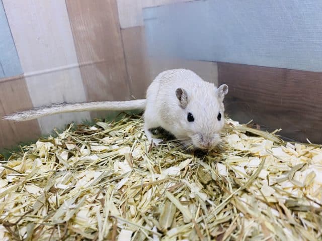 カラージャービル（スナネズミ）