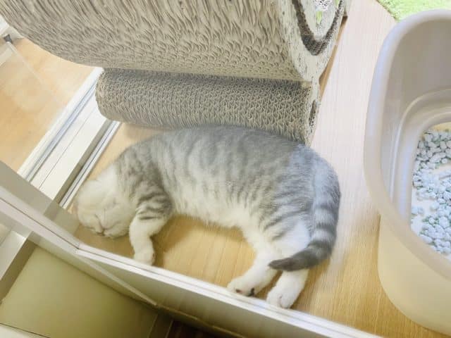 スコティッシュフォールド