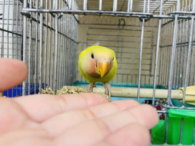 コザクラインコ（小桜インコ）