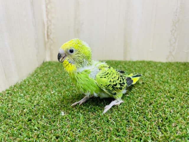 セキセイインコ