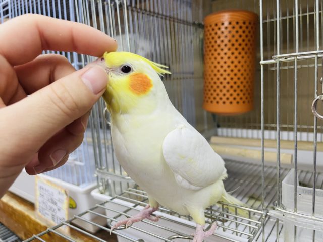 オカメインコ