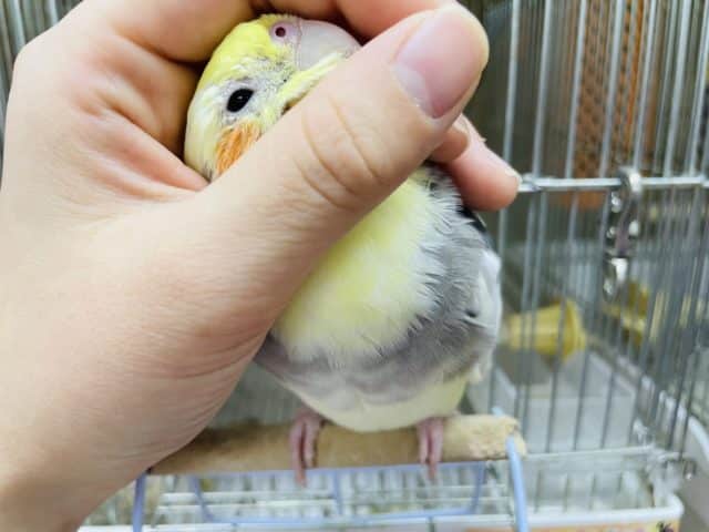 オカメインコ