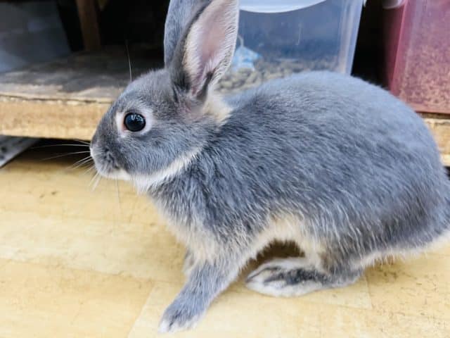 ネザーランドドワーフ