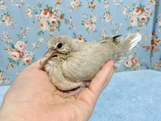 ジュズカケバト