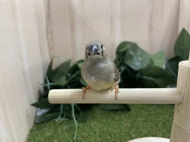 錦花鳥（キンカチョウ）