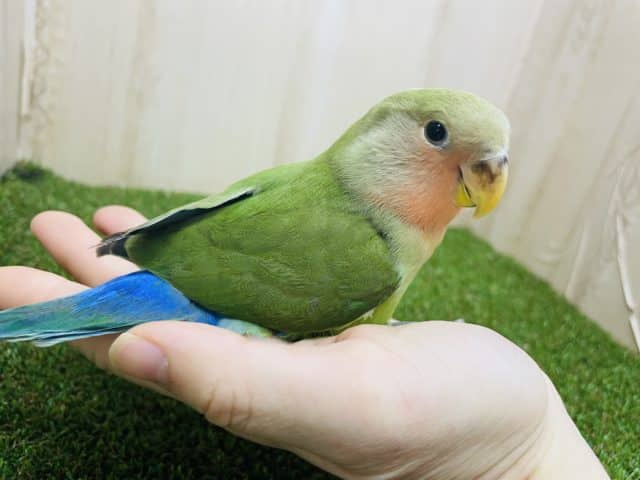 コザクラインコ（小桜インコ）