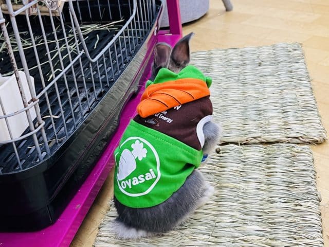 ネザーランドドワーフ