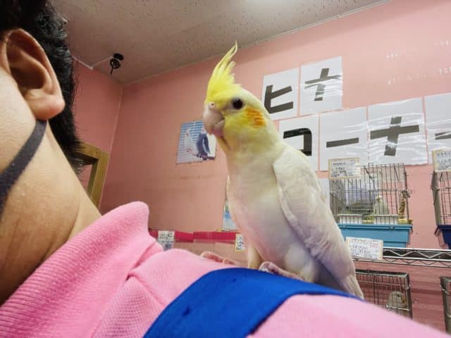 オカメインコ