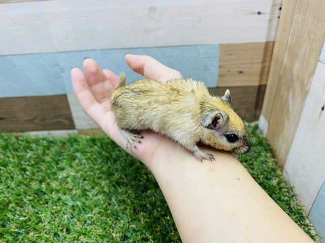 カラージャービル（スナネズミ）