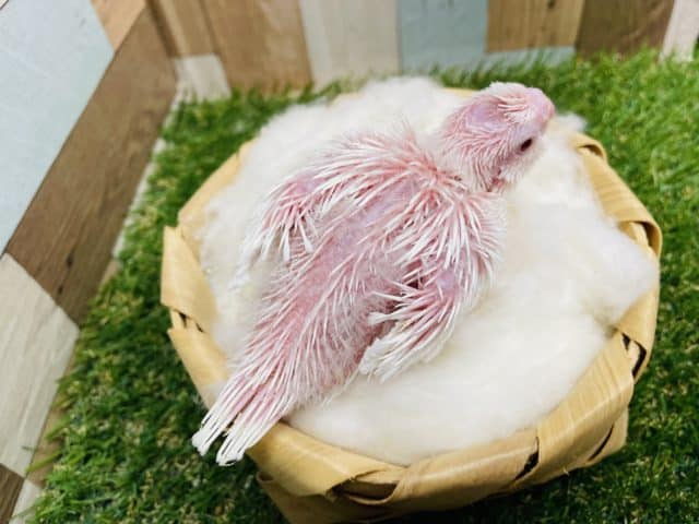 オカメインコ