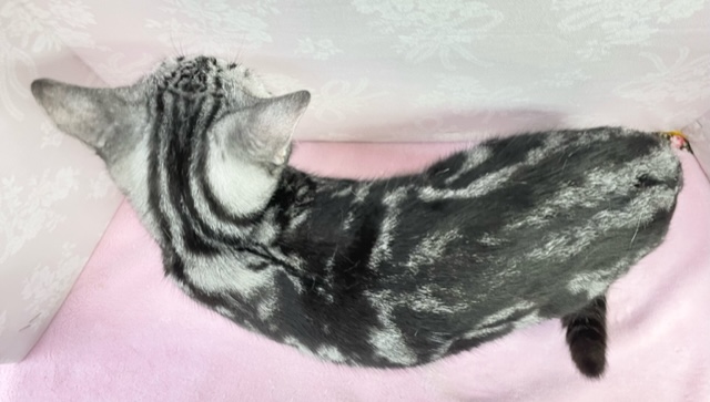 アメリカンショートヘア