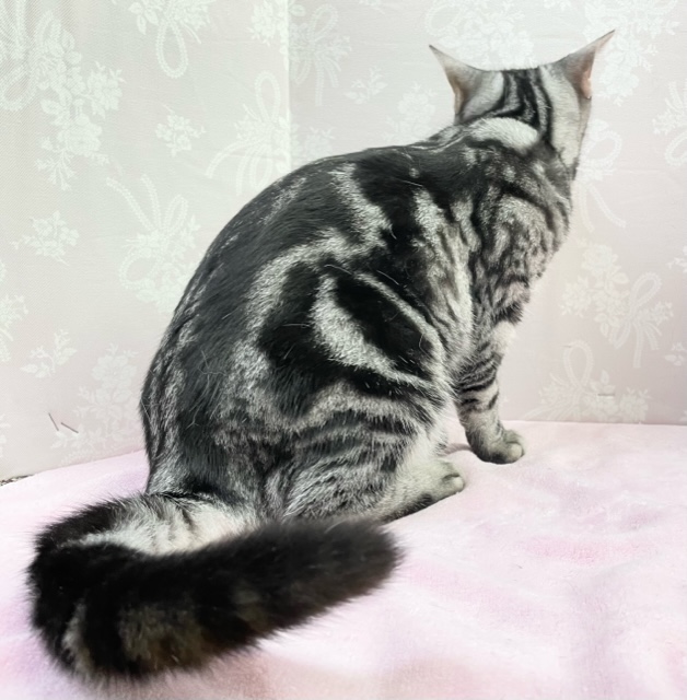 アメリカンショートヘア