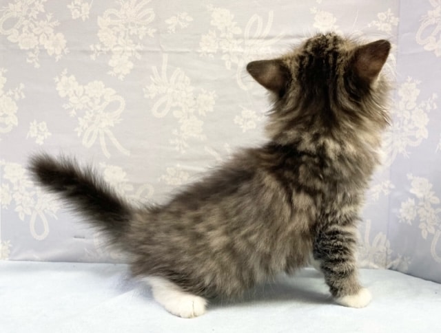 にゃんだ、この可愛さは!! サイベリアン×チンチラ(ブラウンマッカルタビー&ホワイト)男の子☆ 2022年7月21日生まれ 入舎! サイベリアン×チンチラ