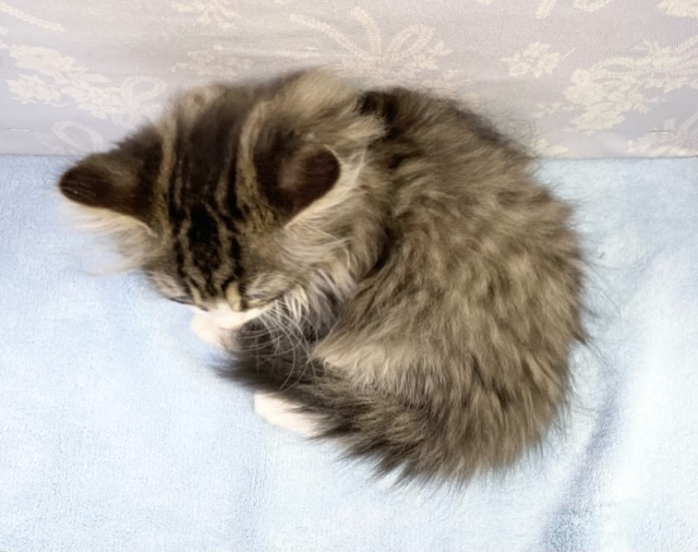 にゃんだ、この可愛さは!! サイベリアン×チンチラ(ブラウンマッカルタビー&ホワイト)男の子☆ 2022年7月21日生まれ 入舎! サイベリアン×チンチラ