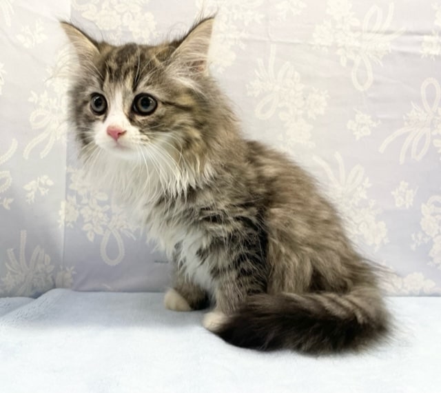 にゃんだ、この可愛さは!! サイベリアン×チンチラ(ブラウンマッカルタビー&ホワイト)男の子☆ 2022年7月21日生まれ 入舎! サイベリアン×チンチラ