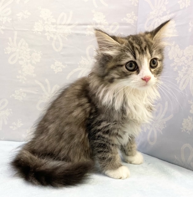 にゃんだ、この可愛さは!! サイベリアン×チンチラ(ブラウンマッカルタビー&ホワイト)男の子☆ 2022年7月21日生まれ 入舎! サイベリアン×チンチラ