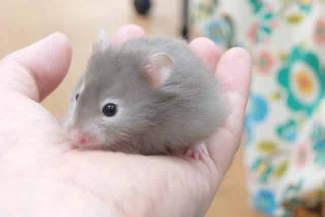 ゴールデンハムスター