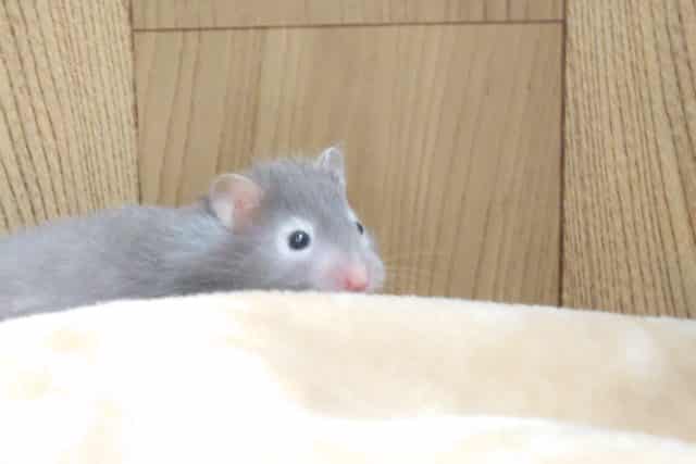 天然系?? セーブルハムスター 男のコ~~ ゴールデンハムスター